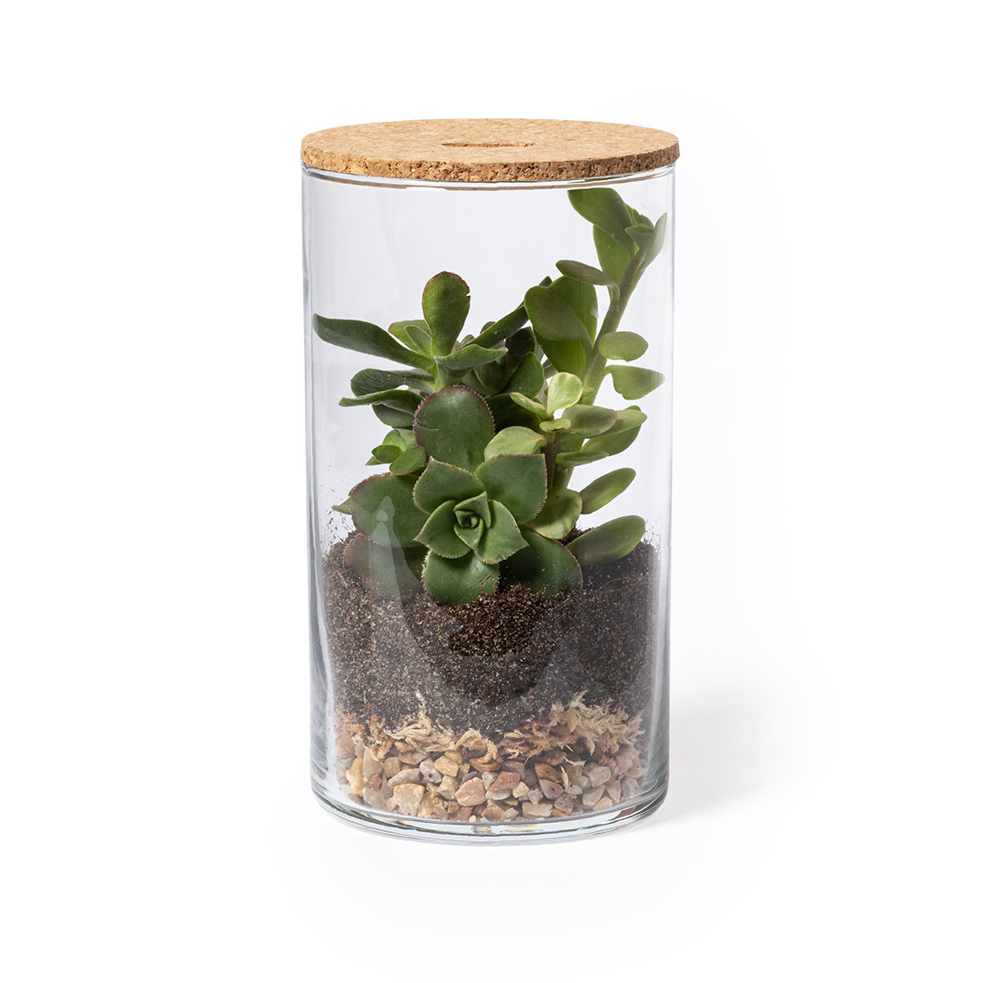 Terrarium Anymak – Bild 2
