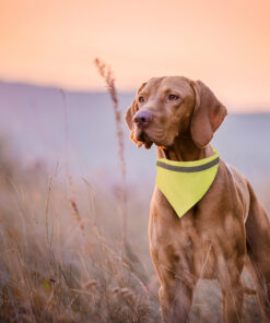 Alternative view of Halstuch Hundehalsband Bipols