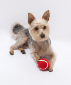 Alternative view of Ball Niki