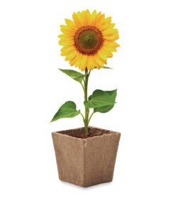 Pflanz-Set Sonnenblume SUNFLOWER KIT Beige 12 mo2411 13 top