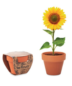 Terracotta-Topf Sonnenblume SUNFLOWER