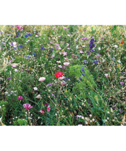 Samen Blumenmischung SEEDLOPEBEE Beige 8 mo6501 13 top