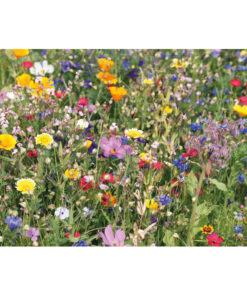 Samen Blumenmischung SEEDLOPE Beige 8 mo6502 13 top