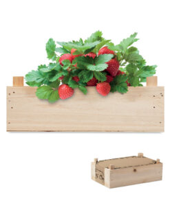 Saat-Set Erdbeere STRAWBERRY