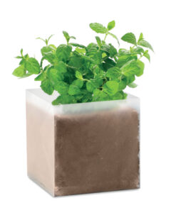 Pflanz-Set "Minze" MINT